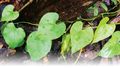 Amrutha balli (Tinospora cordifolia).jpg