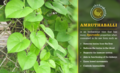 Amrutha balli (Tinospora cordifolia).png