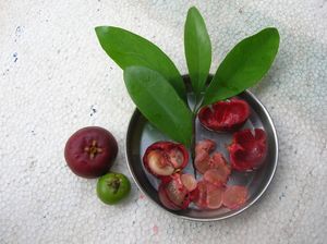 Garcinia indica - fruits, seeds, pulp and rinds.jpg