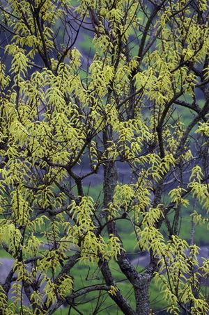 Salix tetrasperma.jpg