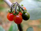 Solanum Nigrum Berries.jpg