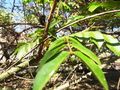 Caesalpinia crista-Leaves.JPG