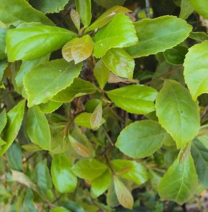 586px-Elaeocarpus serratus leaves.jpg