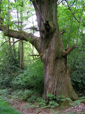 Large sweet chestnut tree in the Quar Hill Plantation - geograph.org.uk - 176307.jpg