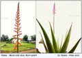Aloe Vera (Medicinal Aloe) Flower.jpg