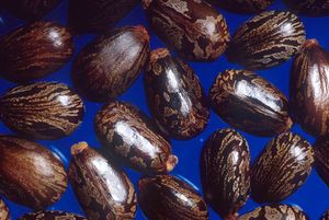 Castor beans.jpg