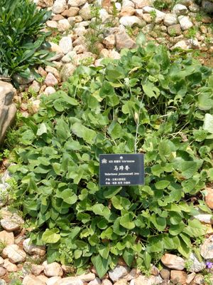 Valeriana jatamansi - Kunming Botanical Garden - DSC03047.JPG