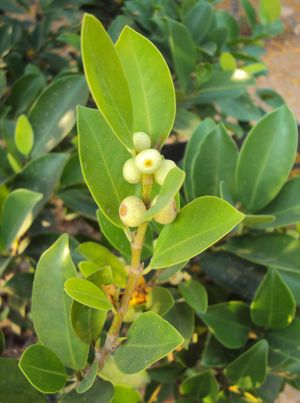 Ficus microcarpa.jpg