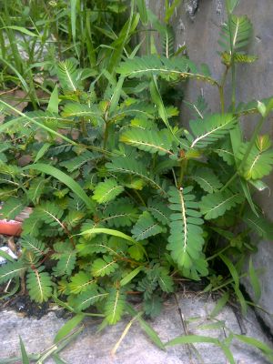 Phyllanthus-urinaria.jpg