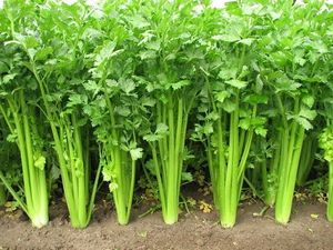 Celery.jpg