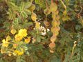 Babool(Acacia nilotica) flowers at Hodal.jpg