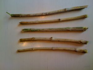 Miswak003.jpg