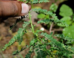 Phyllanthus amarus (Carry Me Seed) W IMG 3854.jpg
