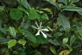 Gardenia jasminoides (4601153628).jpg