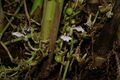 800px-Elettaria cardamomum flowers 1.jpg