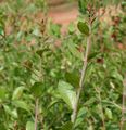 Lawsonia inermis (Mehndi) in Hyderabad, AP W IMG 0528.jpg