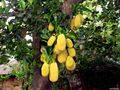 Artocarpus hirsutus - Wild Jack, Jungle Jack.jpg